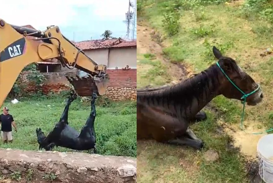resgate-emocionante-de-cavalo-preso-em-valao-com-mato-e-lixo-no-ceara resgate-emocionante-de-cavalo-preso-em-valao-com-mato-e-lixo-no-ceara