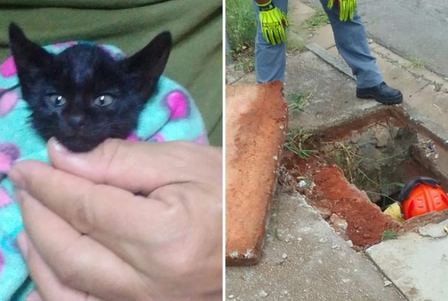resgate-emocionante-de-gato-em-bueiro-comove-sorocaba3A-uma-licao-de-compaixao-e-solidariedade resgate-emocionante-de-gato-em-bueiro-comove-sorocaba3A-uma-licao-de-compaixao-e-solidariedade