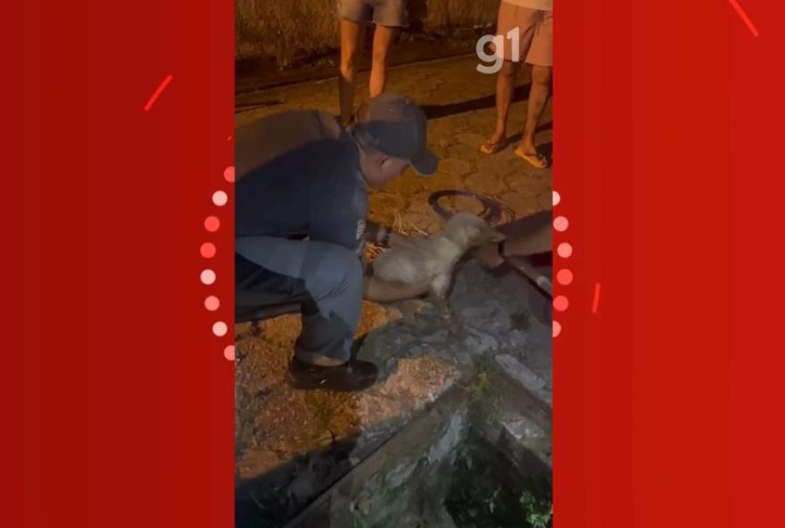 resgate-emocionante3A-bombeiros-salvam-cachorra-presa-em-tubulacao-em-sao-sebastiao2C-sp resgate-emocionante3A-bombeiros-salvam-cachorra-presa-em-tubulacao-em-sao-sebastiao2C-sp