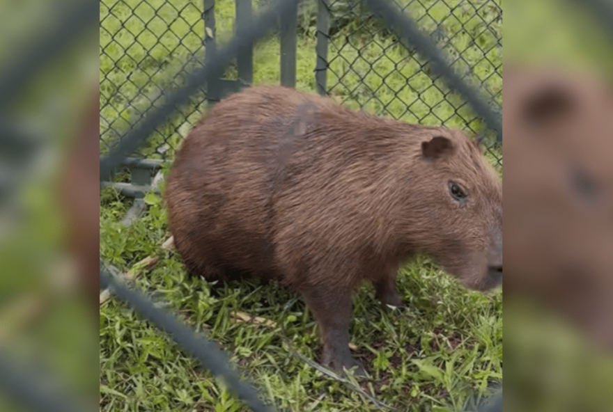 resgate-emocionante3A-capivara-salva-por-equipe-da-ong-ampara-animal-em-rio-poluido.-a-importancia-da-preservacao-ambiental-em-destaque resgate-emocionante3A-capivara-salva-por-equipe-da-ong-ampara-animal-em-rio-poluido.-a-importancia-da-preservacao-ambiental-em-destaque