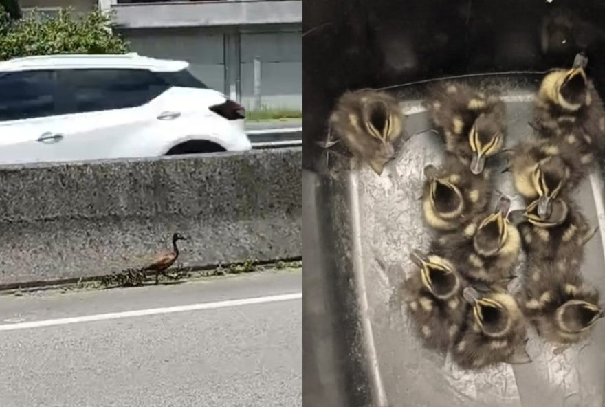 resgate-emocionante3A-familia-de-marrecos-e-salva-na-br-101-em-sc resgate-emocionante3A-familia-de-marrecos-e-salva-na-br-101-em-sc