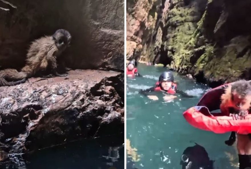 resgate-emocionante3A-turistas-e-guia-salvam-filhote-de-macaco-em-canion-na-chapada-dos-veadeiros