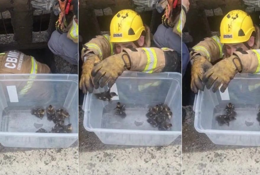 resgate-inusitado3A-filhotes-de-pato-caem-em-bueiro-na-br-3862C-em-nova-santa-rita resgate-inusitado3A-filhotes-de-pato-caem-em-bueiro-na-br-3862C-em-nova-santa-rita