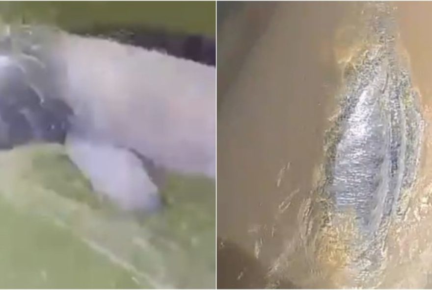 resgates-de-boto-tucuxi-e-peixe-boi-amazonico-ameacados-no-para