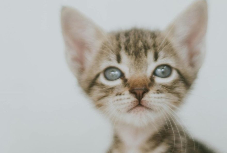 responsabilidade-das-clinicas-veterinarias3A-caso-de-superdosagem-de-remedio-resulta-em-morte-de-gatinha2C-culminando-em-condenacao-judicial responsabilidade-das-clinicas-veterinarias3A-caso-de-superdosagem-de-remedio-resulta-em-morte-de-gatinha2C-culminando-em-condenacao-judicial