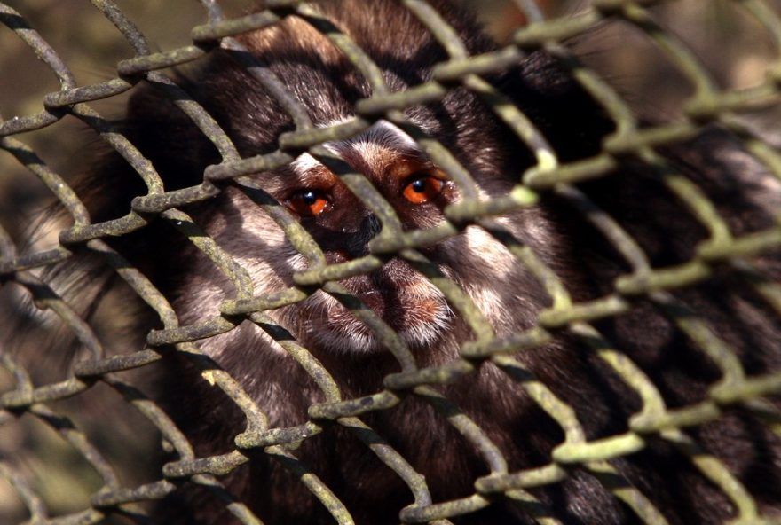 revitalizacao-do-parque-ecologico-cotia-para-em-sp-esta-em-andamento-com-previsao-de-entrega-para-fevereiro-de-2026 revitalizacao-do-parque-ecologico-cotia-para-em-sp-esta-em-andamento-com-previsao-de-entrega-para-fevereiro-de-2026