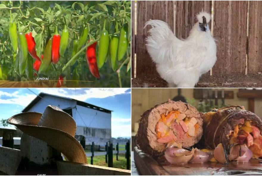 reviva-as-reportagens-do-nosso-campo-deste-domingo2C-11-de-janeiro-de-2025 reviva-as-reportagens-do-nosso-campo-deste-domingo2C-11-de-janeiro-de-2025