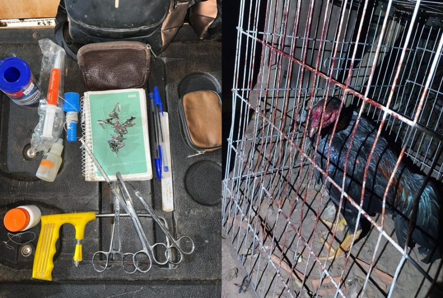 rinha-de-galos-com-131-aves-e-desarticulada-em-fernandopolis3B-autuacoes-ultrapassam-r24-800-mil
