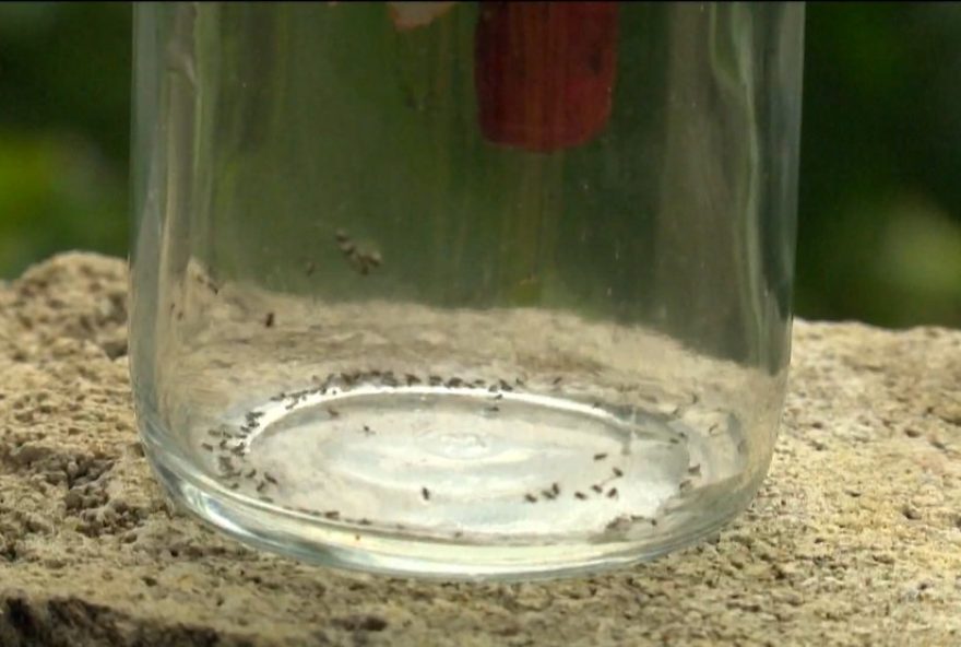 rio-de-janeiro-registra-primeira-morte-por-febre-do-oropouche3A-cuidados-e-prevencao