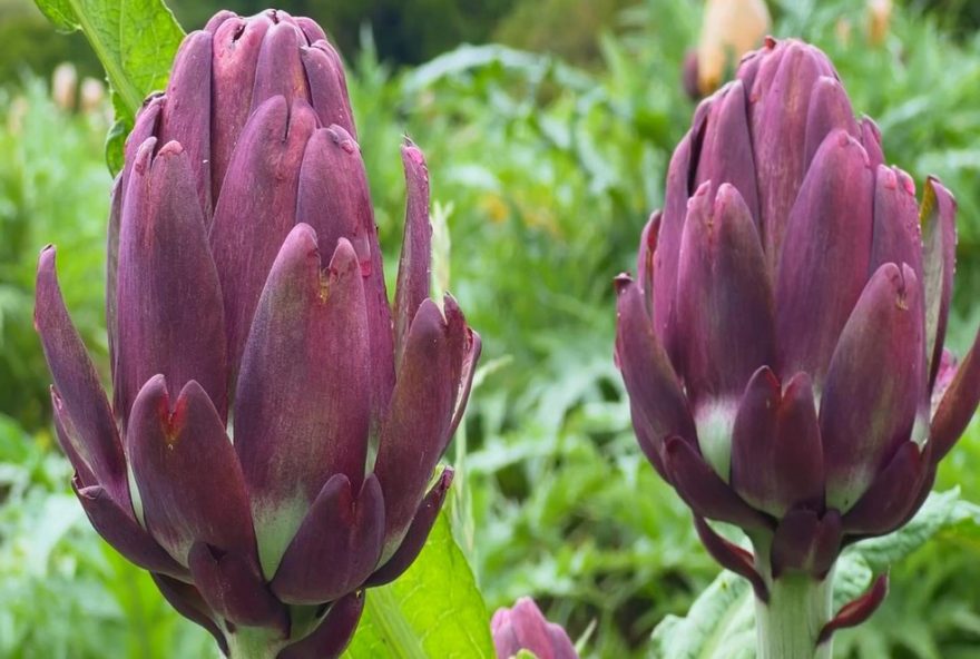 rota-da-alcachofra-em-sao-roque3A-turismo-rural-e-gastronomia-em-destaque