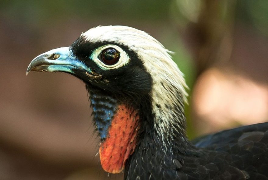 roteiro-de-4-dias-em-foz-do-iguacu3A-descubra-o-melhor-da-regiao-trinacional