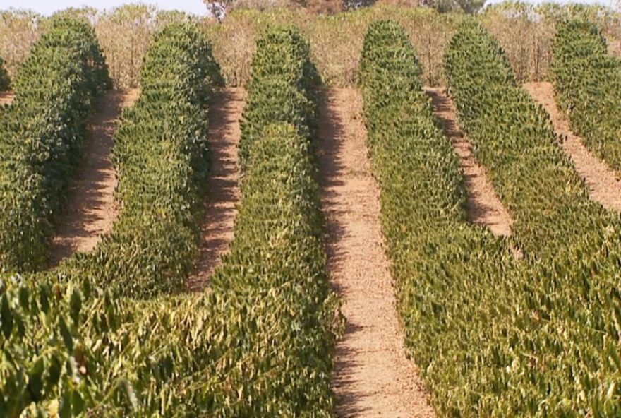 safra-de-cafe-no-brasil-em-2025-caira-mais-de-625-aponta-conab-sul-de-minas-e-mais-afetado