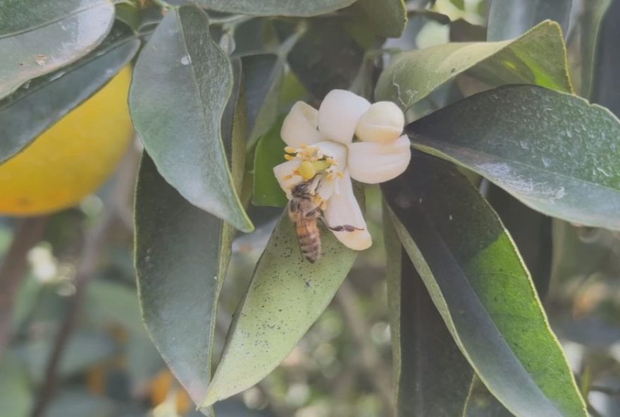 safra-de-mel-na-primavera3A-abelhas-e-flores-promovem-producao-de-qualidade