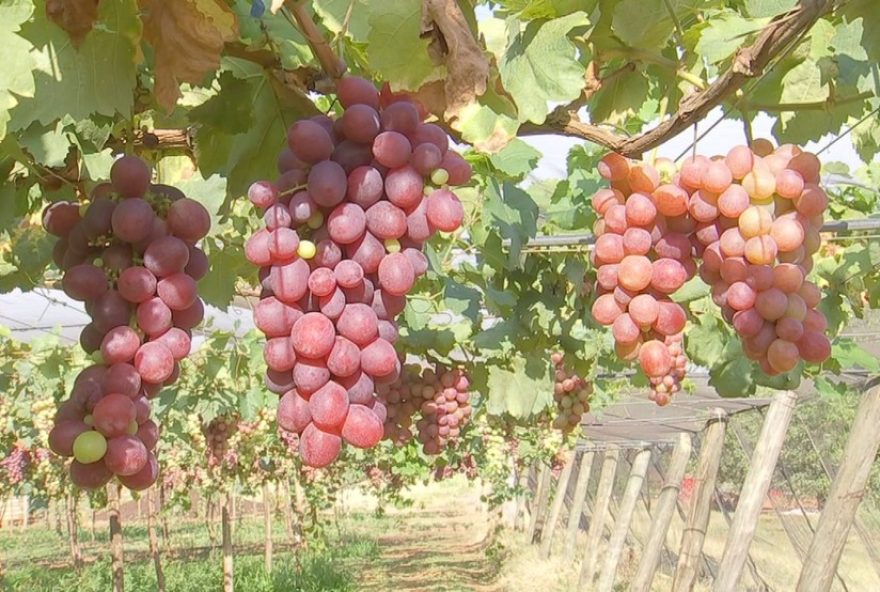 safra-de-uva-em-jales3A-baixa-valorizacao-e-clima-irregular-impactam-produtores safra-de-uva-em-jales3A-baixa-valorizacao-e-clima-irregular-impactam-produtores