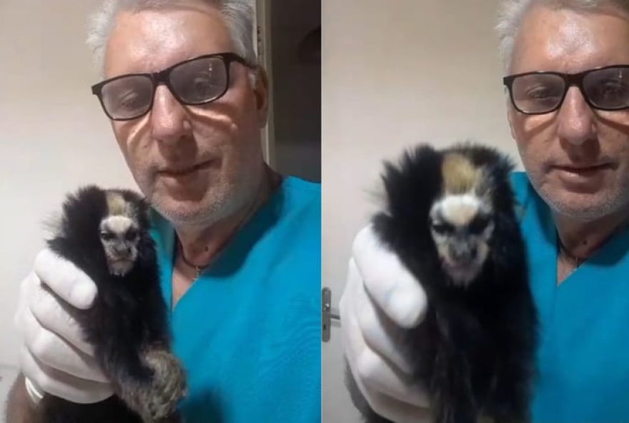 sagui-caveirinha-em-extincao-morre-atropelado-em-sp3A-veterinario-raro-e-estudo-genetico