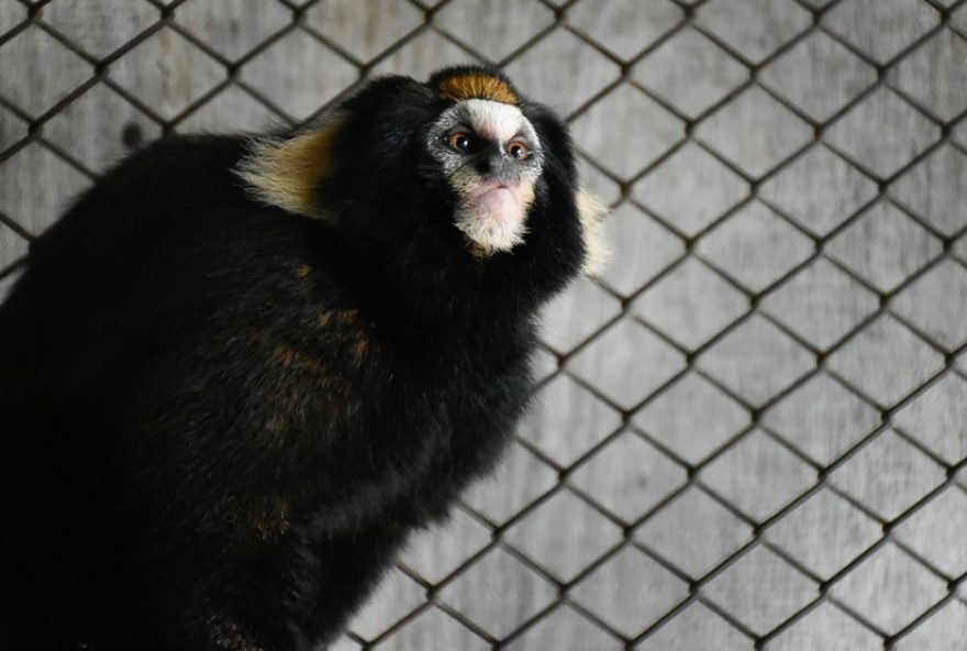 sagui-caveirinha-mila3A-a-esperanca-da-especie-na-missao-de-salvar-sua-populacao sagui-caveirinha-mila3A-a-esperanca-da-especie-na-missao-de-salvar-sua-populacao