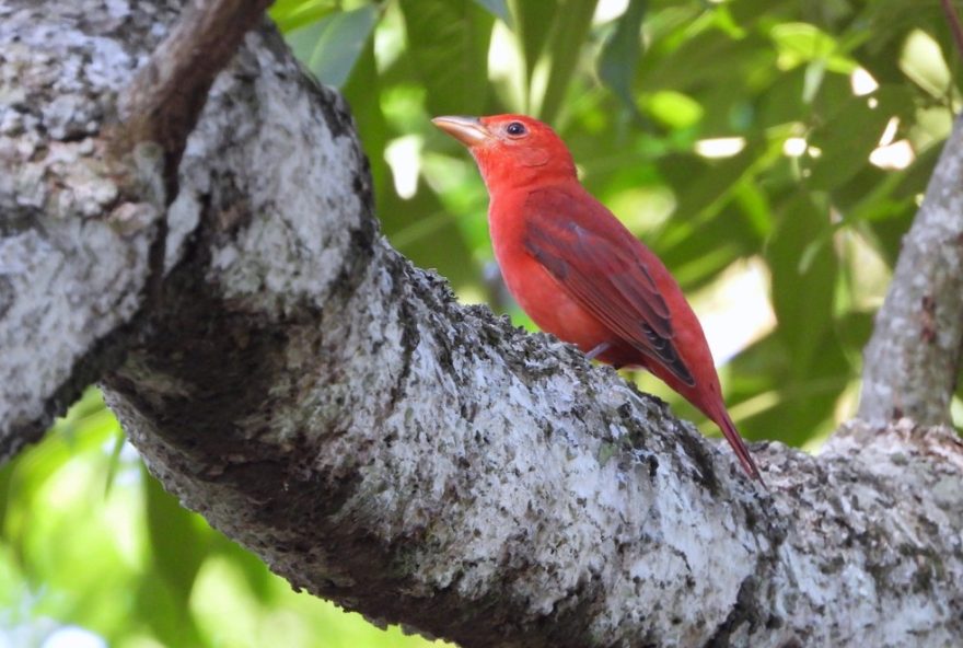 sanhaco-vermelho3A-ave-migrante-do-hemisferio-norte-e-fotografada-em-area-urbana-de-rio-branco-ac