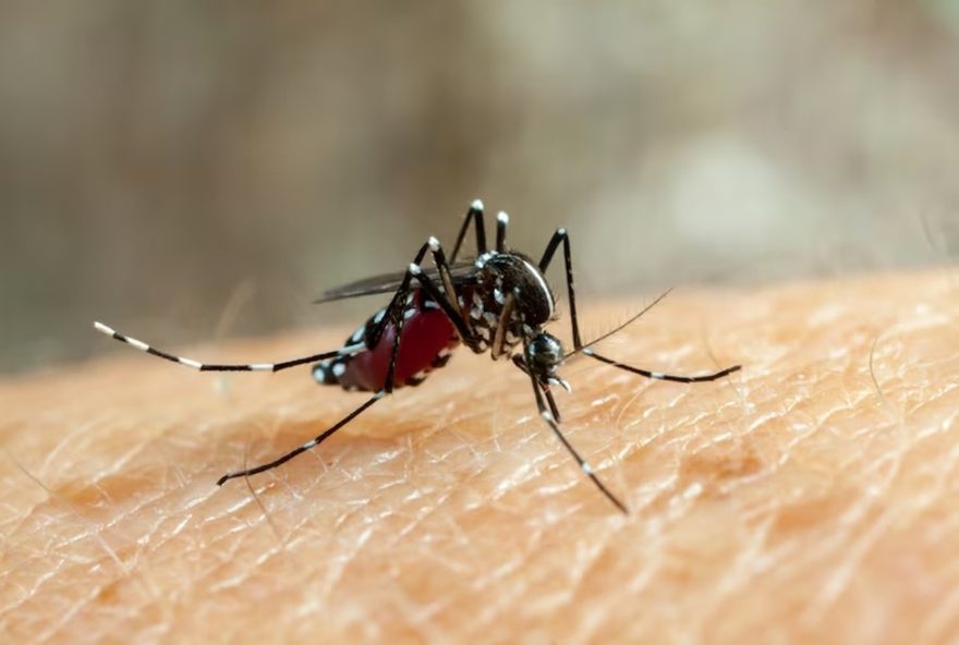 santa-barbara-doeste-confirma-duas-mortes-por-dengue-em-20252C-com-18-obitos-na-regiao-de-piracicaba-sp-saude-em-alerta