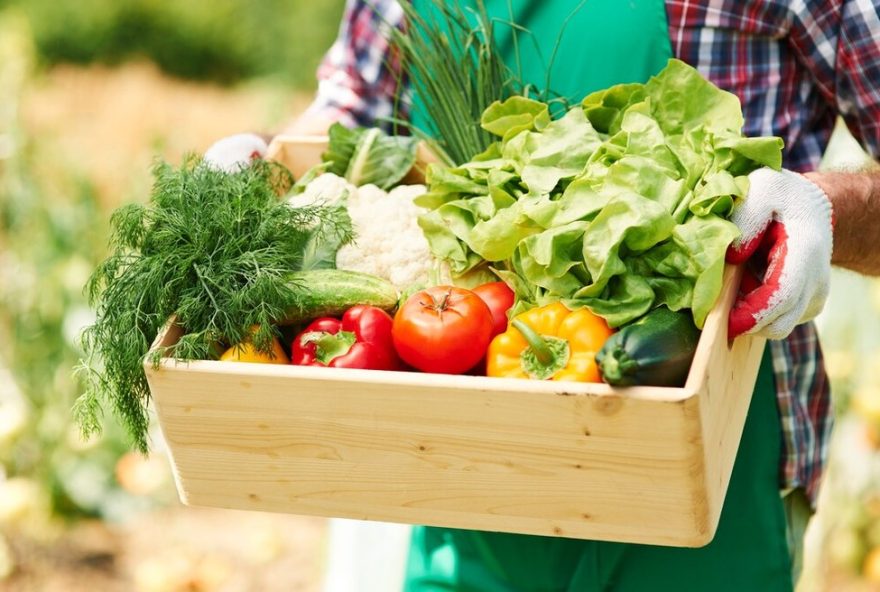 santa-catarina3A-4o-maior-produtor-de-alimentos-organicos-impulsiona-renda-de-agricultores-e-promove-saude-da-populacao