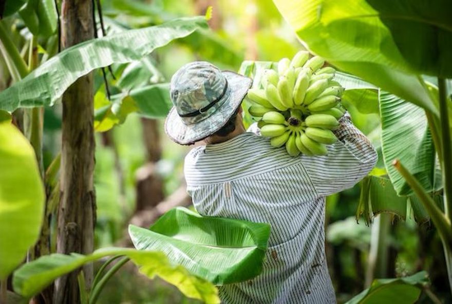 santa-maria-da-boa-vista-lidera-producao-de-banana-e-goiaba-no-brasil3A-destaque-na-fruticultura-nacional