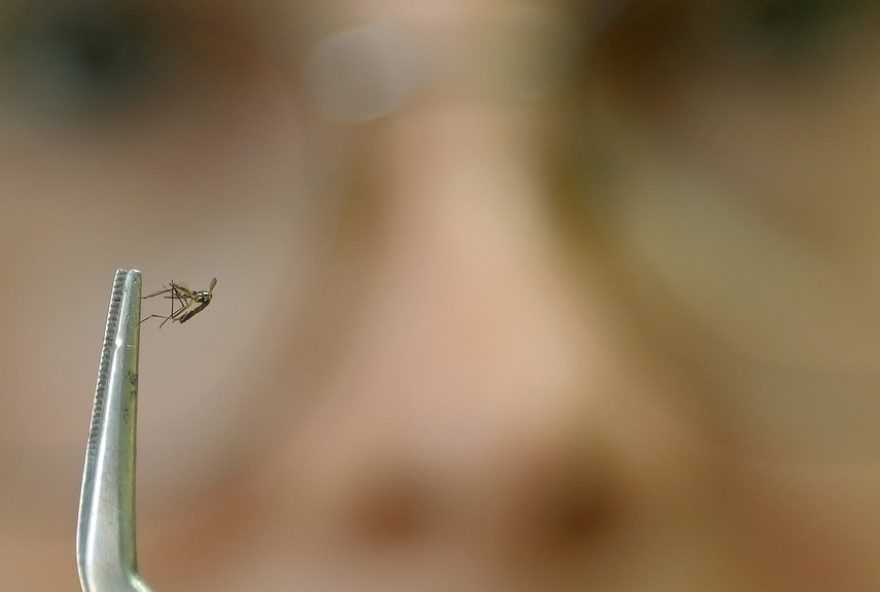 santo-antonio-do-jardim-registra-primeira-morte-por-dengue-em-20253A-campinas-soma-162-obitos-no-ano.-medidas-de-prevencao-sao-essenciais-para-combater-a-doenca