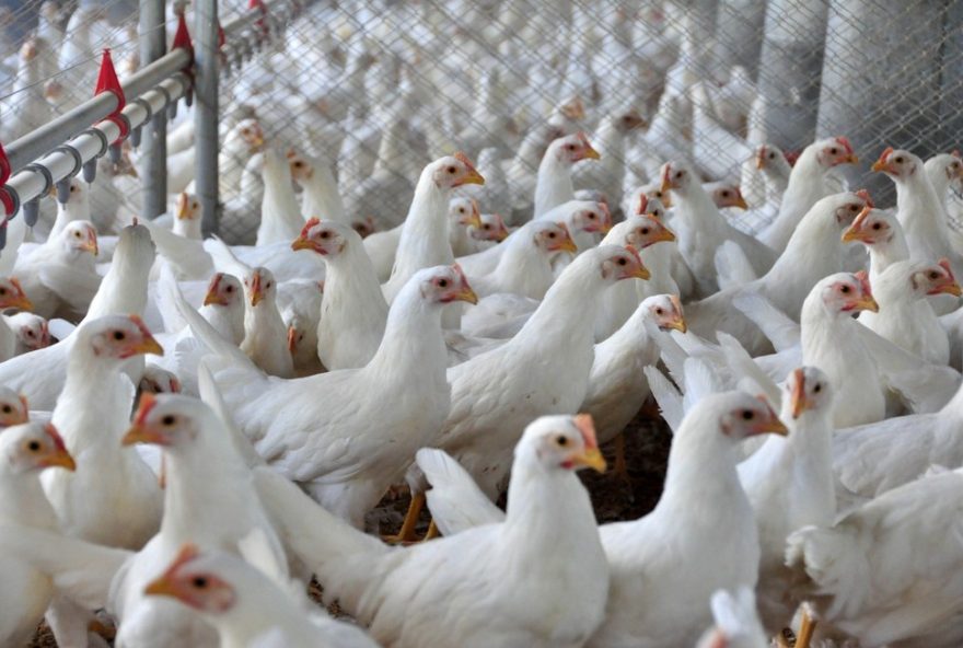 sc-intensifica-defesa-sanitaria-apos-gripe-aviaria-h5n1-no-rs3A-medidas-de-biosseguridade-reforcadas-no-estado