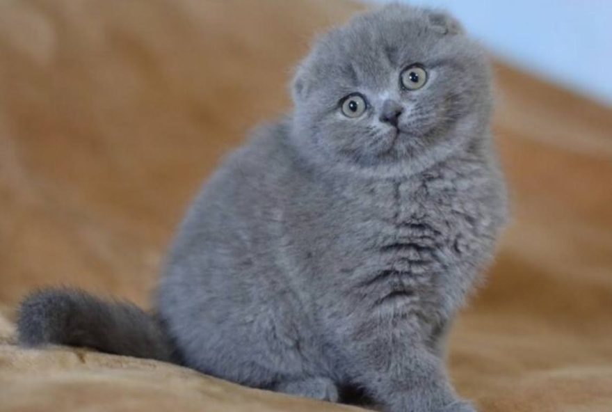 scottish-fold (1)