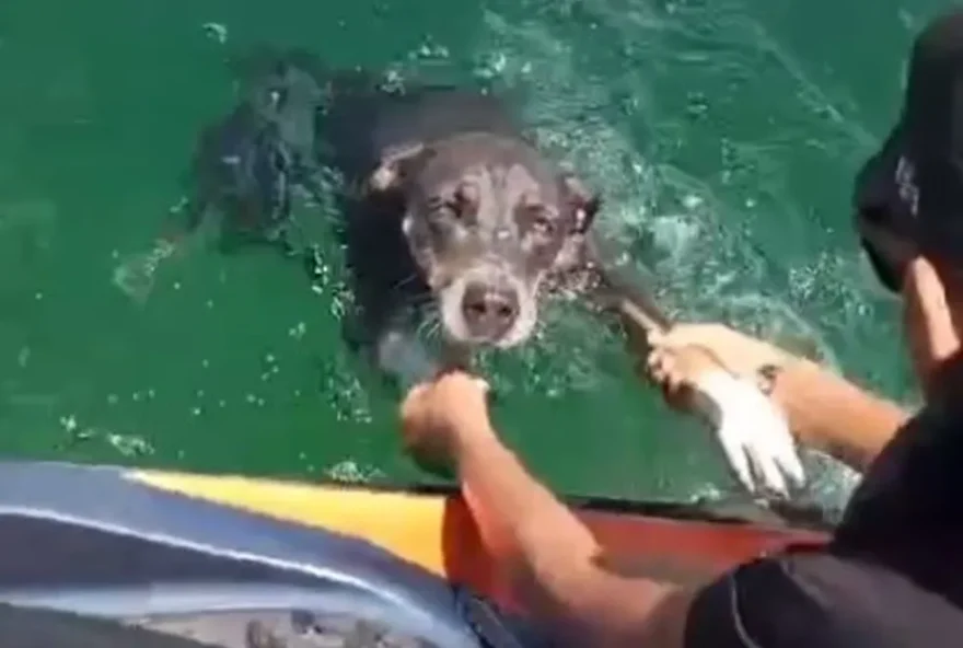 Pai e filho salvam cachorra que estava se afogando no rio São Francisco