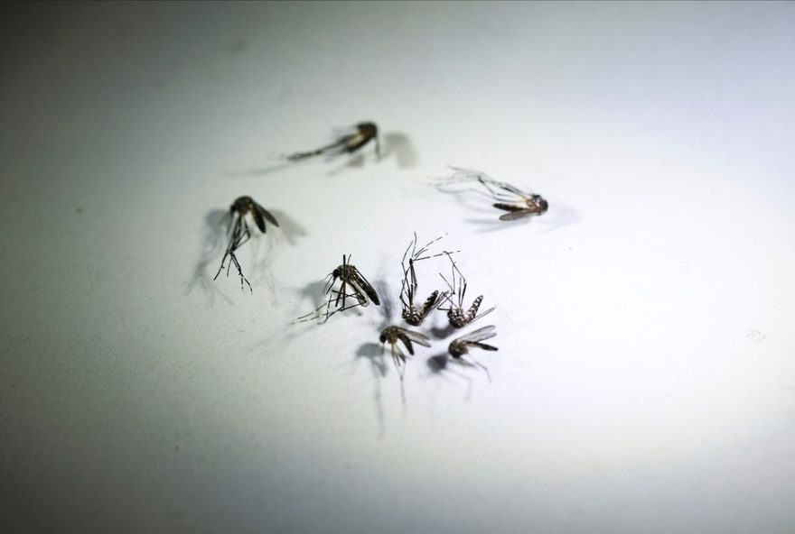 secretaria-de-saude-investiga-duas-mortes-por-suspeita-de-dengue-no-vale-do-paraiba3A-saiba-mais