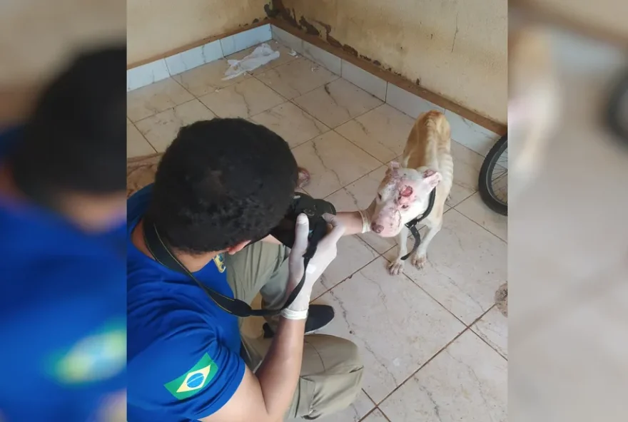 Pitbull resgatado com ferimentos e vermes pelo corpo. (Reprodução/Divulgação Polícia Civil)