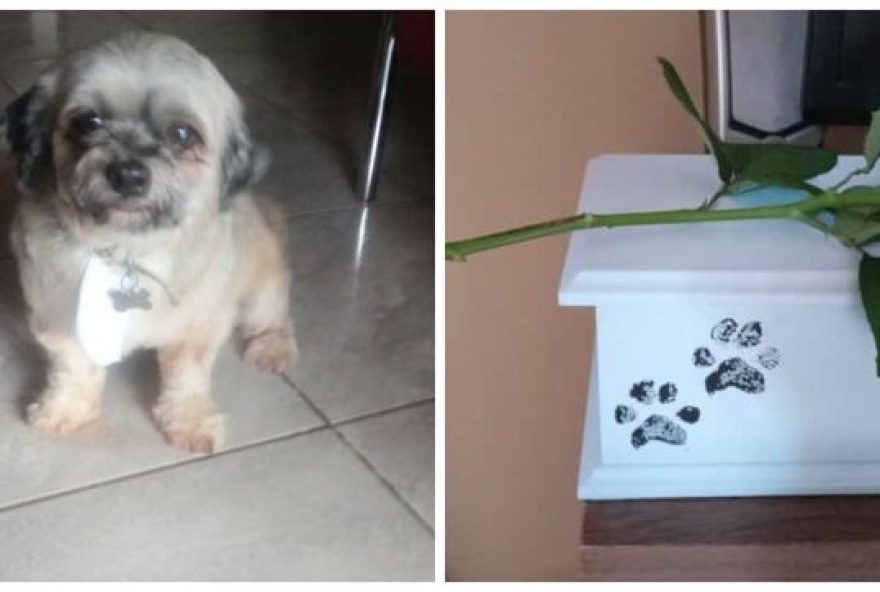 Mulher leva cachorro ao pet shop e animal morre enquanto era tosado