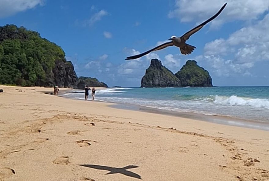 semana-do-meio-ambiente-em-fernando-de-noronha3A-programacao-repleta-de-atividades-educativas-e-ambientais-para-estudantes-e-comunidade