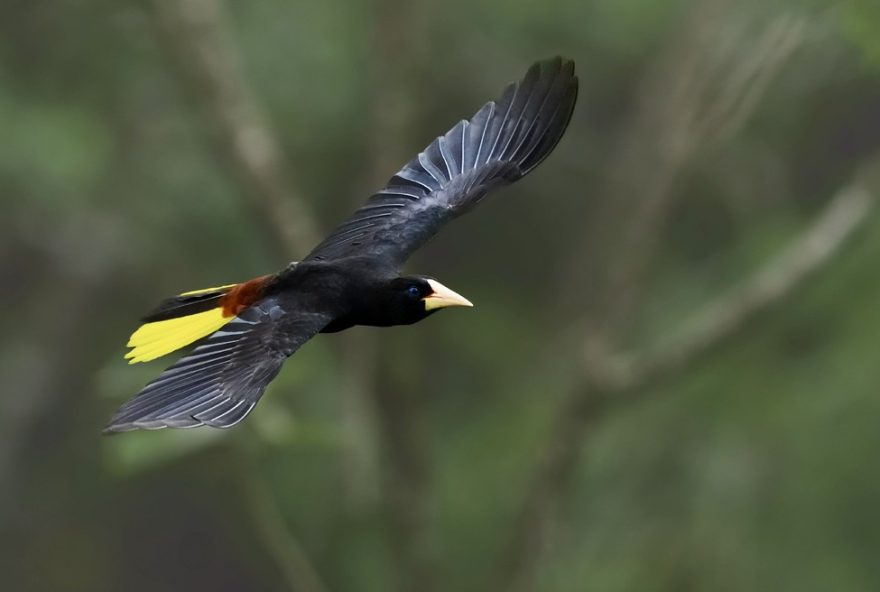 serie-22cem-anos-de-solidao22-da-netflix3A-conheca-os-sons-unicos-de-mais-de-60-especies-de-aves-em-macondo2C-inspirada-na-obra-de-garcia-marquez