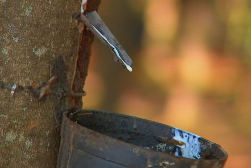 seringais-do-noroeste-paulista-se-preparam-para-nova-safra-de-latex