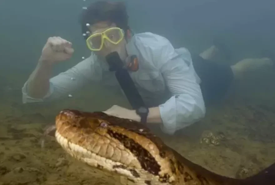 Cientista e apresentador de televisão holandês, Freek Vonk esteve na Amazônia e junto com outros pesquisadores descobriu o que afirma ser uma nova espécie de sucuri.
(Foto: Reprodução/Instagram)