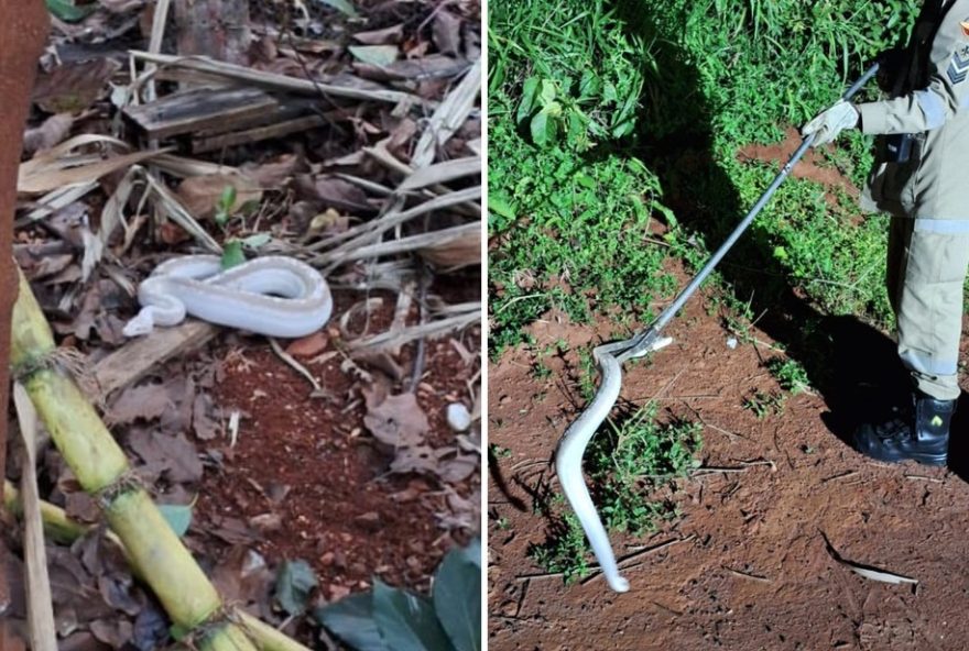 serpente-exotica-solta-no-rio-verde-por-bombeiros-gera-medo-na-populacao3A-especialistas-alertam-sobre-possiveis-danos-ao-ecossistema