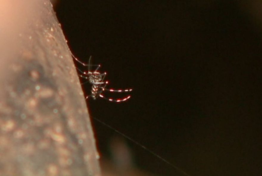 sertaozinho-lidera-casos-de-dengue-em-2025-na-regiao-de-ribeirao-preto3A-veja-lista-e-preocupacoes-com-o-virus-da-doenca