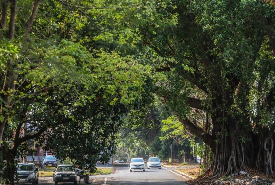 setor-jao-em-goiania3A-historia-e-participacao-estrangeira-na-construcao setor-jao-em-goiania3A-historia-e-participacao-estrangeira-na-construcao