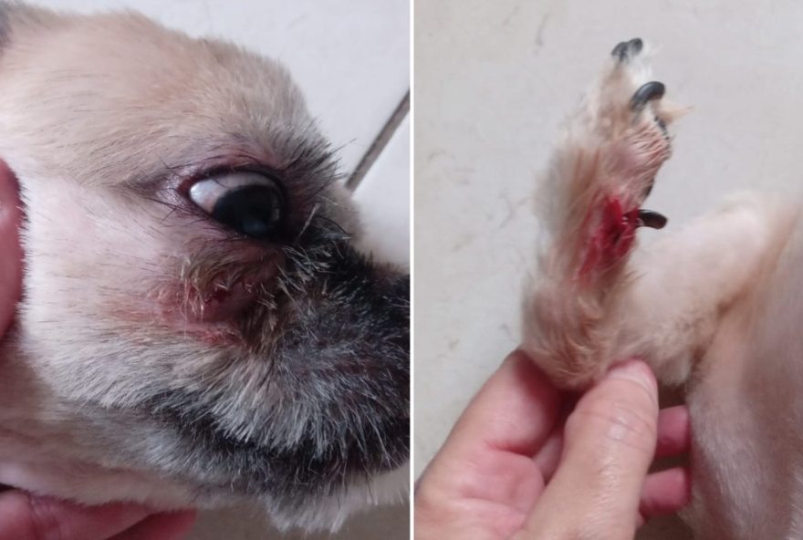 shih-tzu-ferido-em-pet-shop-de-santos3A-pata-sangrando-e-lesao-no-rosto shih-tzu-ferido-em-pet-shop-de-santos3A-pata-sangrando-e-lesao-no-rosto