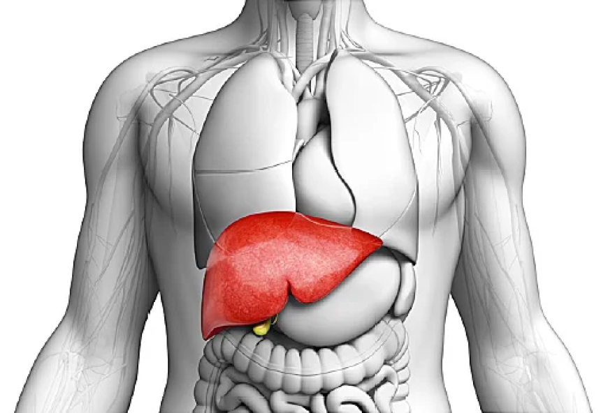 sinais-de-falencia-hepatica3A-como-identificar-quando-o-figado-esta-em-colapso sinais-de-falencia-hepatica3A-como-identificar-quando-o-figado-esta-em-colapso