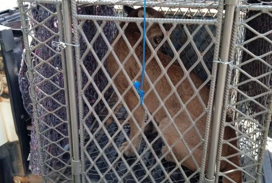 sitio-de-charqueada3A-morador-captura-onca-parda-em-armadilha-e-surpreende-regiao-da-serra-do-itaqueri-g1-piracicaba sitio-de-charqueada3A-morador-captura-onca-parda-em-armadilha-e-surpreende-regiao-da-serra-do-itaqueri-g1-piracicaba