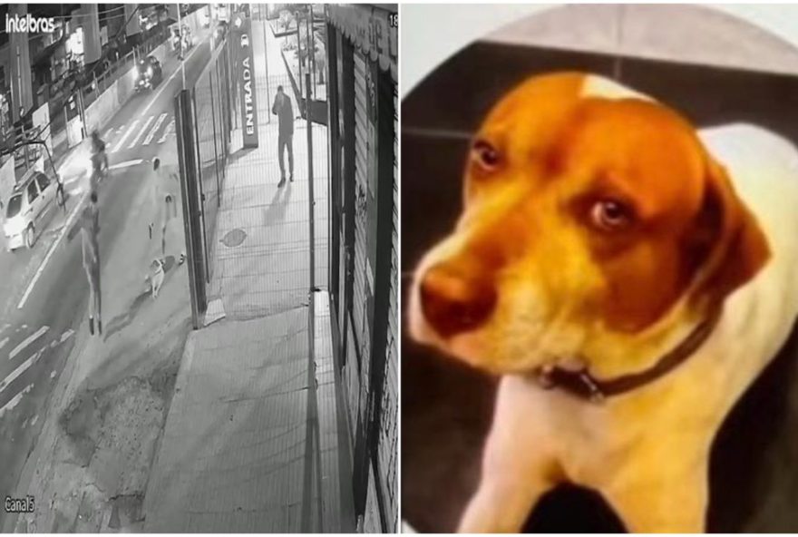 soldado-da-pm-e-suspeito-de-matar-cachorro-a-tiros-em-sao-paulo3A-caso-choca-moradores-e-mobiliza-ativistas soldado-da-pm-e-suspeito-de-matar-cachorro-a-tiros-em-sao-paulo3A-caso-choca-moradores-e-mobiliza-ativistas