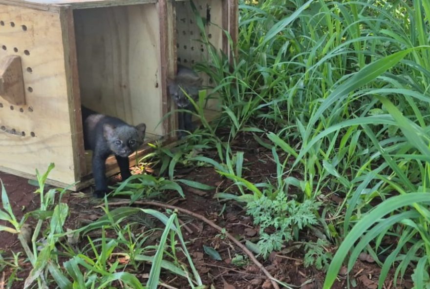 soltura-de-66-animais-silvestres-no-bosque-de-ribeirao-preto3A-parceria-com-a-policia-ambiental-reintegra-especies-a-natureza soltura-de-66-animais-silvestres-no-bosque-de-ribeirao-preto3A-parceria-com-a-policia-ambiental-reintegra-especies-a-natureza