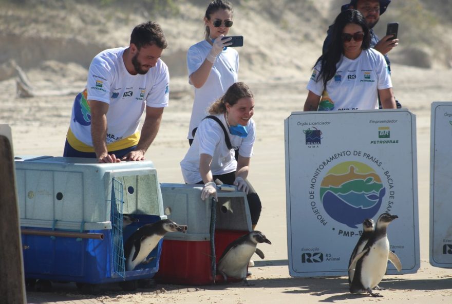soltura-emocionante-de-pinguins-reabilitados-em-santa-catarina3A-uma-cena-encantadora-de-retorno-a-natureza
