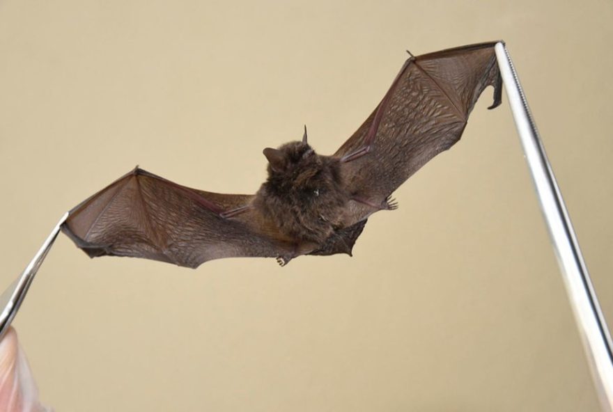 sorocaba-registra-primeiro-caso-de-raiva-em-morcego-em-2026 sorocaba-registra-primeiro-caso-de-raiva-em-morcego-em-2026