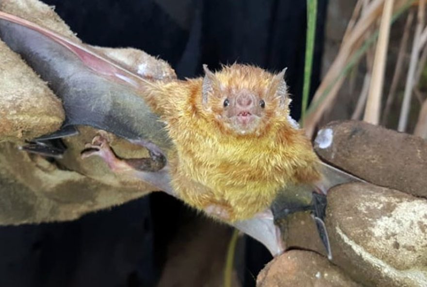 sorocaba-sp-confirma-dois-casos-de-raiva-em-morcego-este-ano-acao-preventiva-iniciada sorocaba-sp-confirma-dois-casos-de-raiva-em-morcego-este-ano-acao-preventiva-iniciada