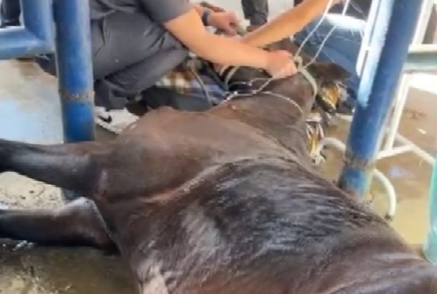 substancia-toxica-encontrada-em-racao-nutratta-mata-222-cavalos-em-todo-o-pais2C-confirma-ministerio-da-agricultura.-racao-proibida