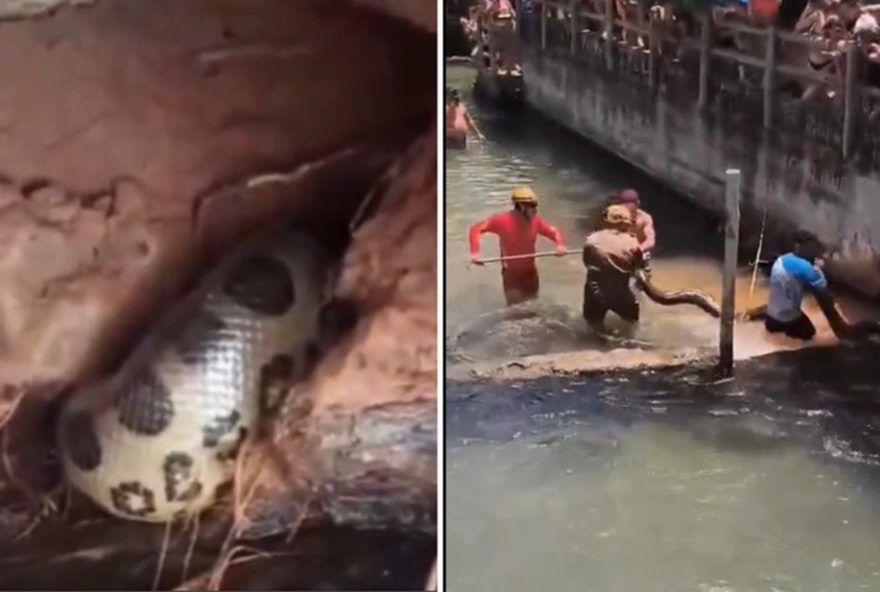 sucuri-de-cinco-metros-e-resgatada-em-rio-quente-sob-aplausos3B-video-viraliza