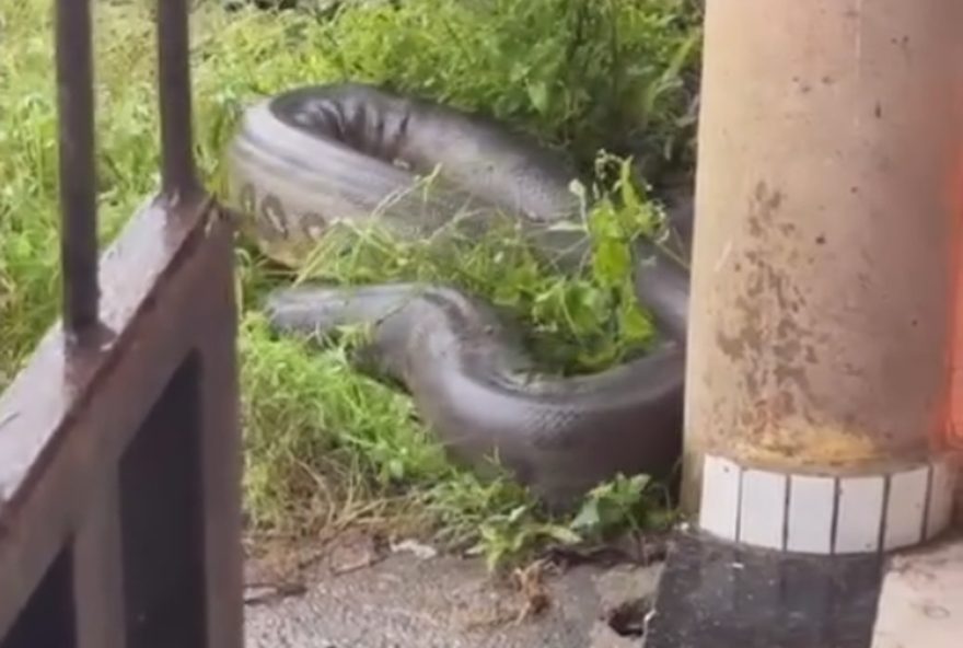 sucuri-gigante-e-resgatada-em-barcarena2C-assustando-moradores-em-belem