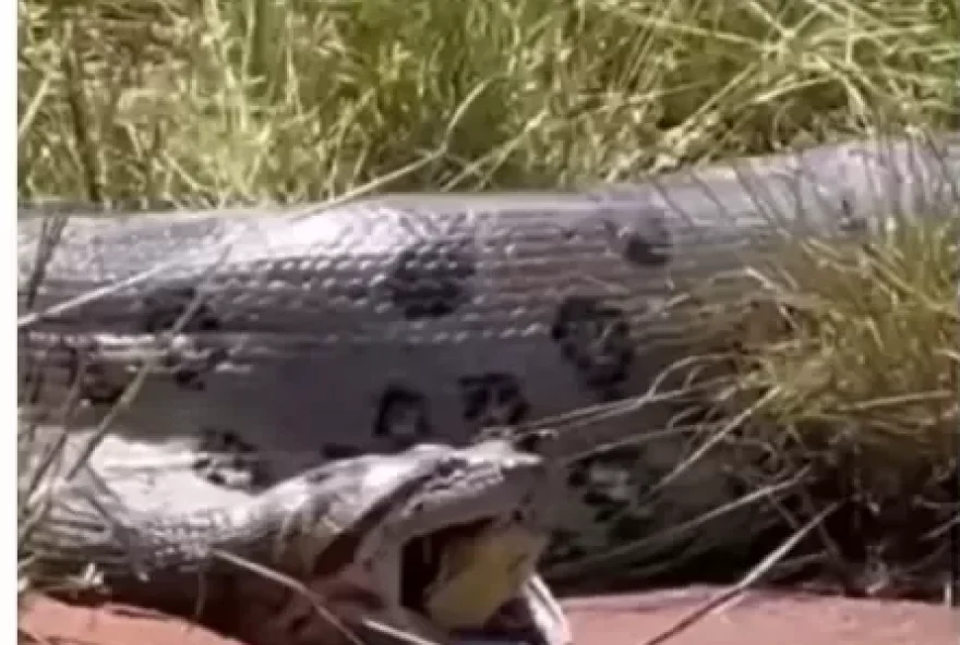 As imagens foram compartilhadas pelo biólogo e youtuber Henrique, especialista em cobras. (Foto: Reprodução)